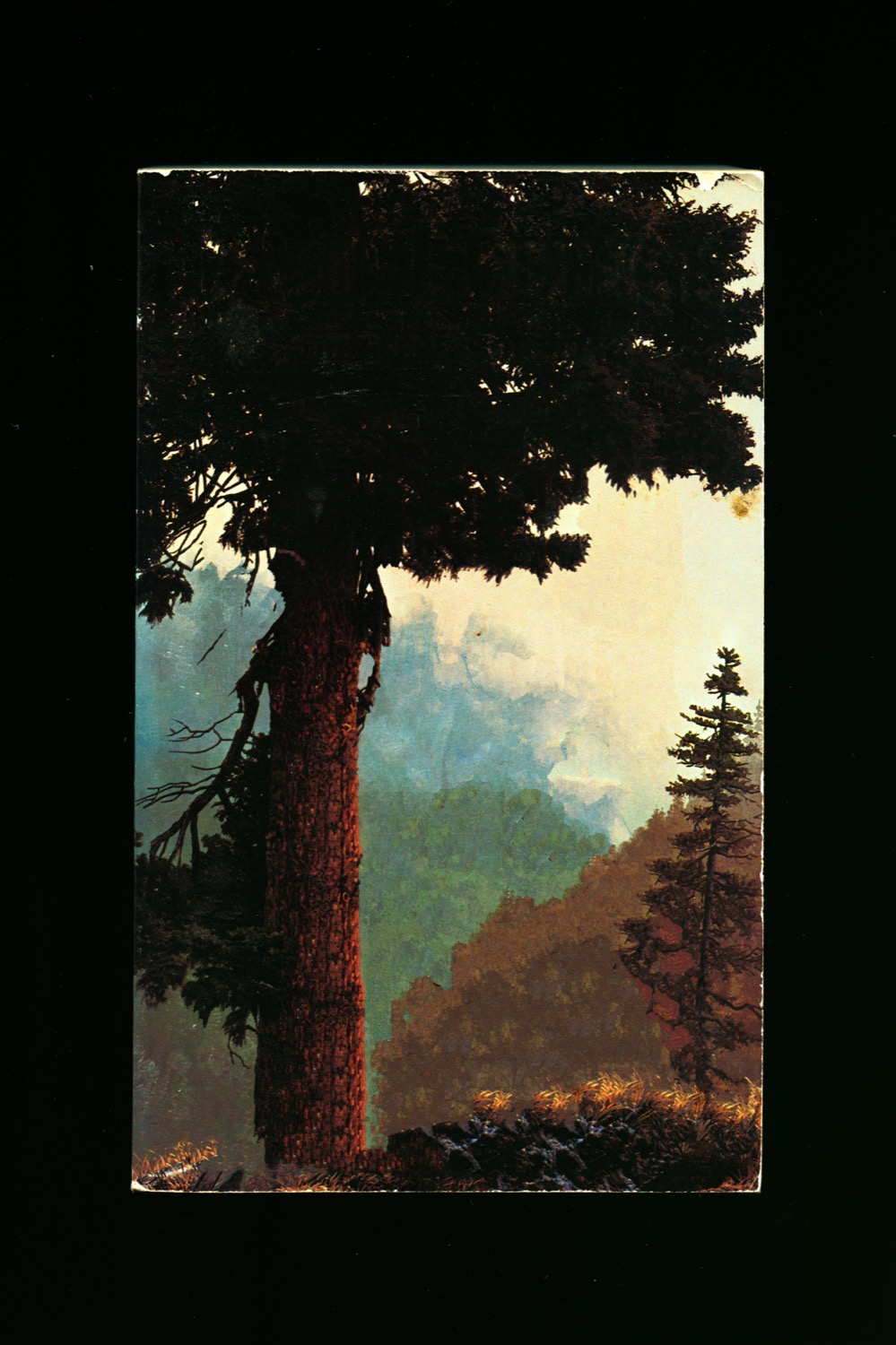 Old Growth