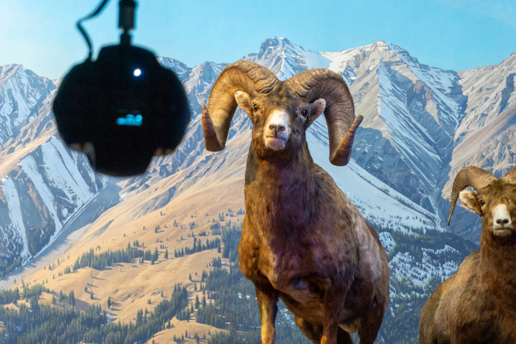 The bighorn sheep along with the 360 degree camera in front of it.